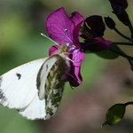 Anthocharis cardamines (Orange Tip butterfly) - Female