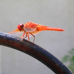 Big-Red-Skimmer-2