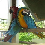 couple of macaws