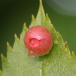 Diplolepis nervosa IMG_0778