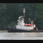 The Capital C Attempting To Clear Darby Reach On The Fraser And Losing Ground.