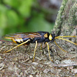 Wood wasp