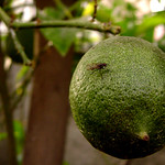 limon
