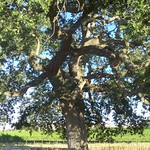 Oak Tree Among the Vineyards