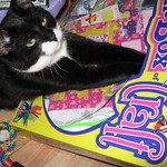 Crafty Cat!