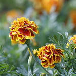 Marigolds...