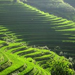 Longji Rice Terraces