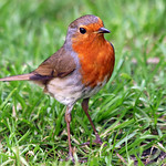 Robin