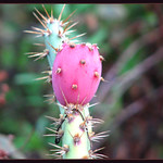 Prickly Pear