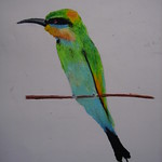 rainbow bee eater