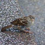 House sparrow (Passer domesticus)