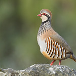 Perdiz-comum; Red-legged partridge (Alectoris rufa)