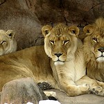 nokanda and the brothers grimmer