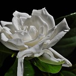 she's always a woman to me (have a happy weekend flickr ladies and of course the gentlemen too) explore #500