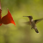 Humming Bird