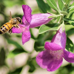 Honey Bee in flight.....HBWE!