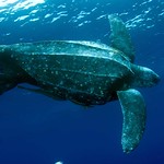 leatherback turtle