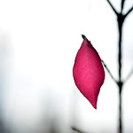 The last red leaf