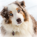 5/52 Della, The Snow Queen