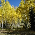 Aspens