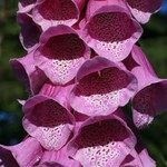 Foxgloves