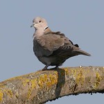 Collered dove