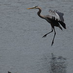 Dancing Heron