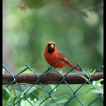 Northern Cardinal - Cardinalis cardinalis