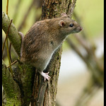 Brown Rat - Exploring a tree