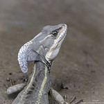 L&eacute;zard Basilic