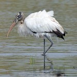 Wood Stork