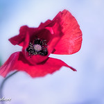 Spring and fragility