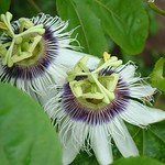 flor do maracuj&aacute;