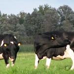 two cows