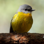 Eastern Yellow Robin #1