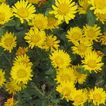 Curlycup gumweed