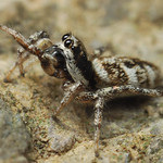 Salticus scenicus