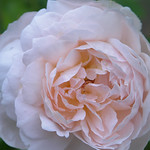 Ambridge Rose