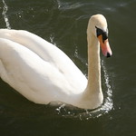 Swan