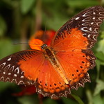 Red Lacewing 1