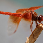 Flame Skimmer #1