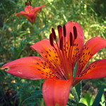 Wild Lily