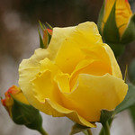 Yellow Rose