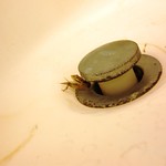 wtf, cricket in my bathtub.