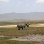 Ngorongoro