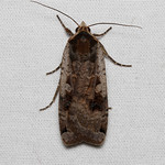 Noctua pronuba (Large Yellow Underwing Moth) Hodges # 11003.1