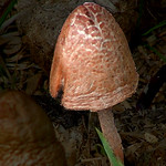 toadstool