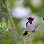 Masked Cardinal