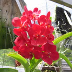 Ascocenda Wilos 'foglifter'