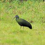 green ibis